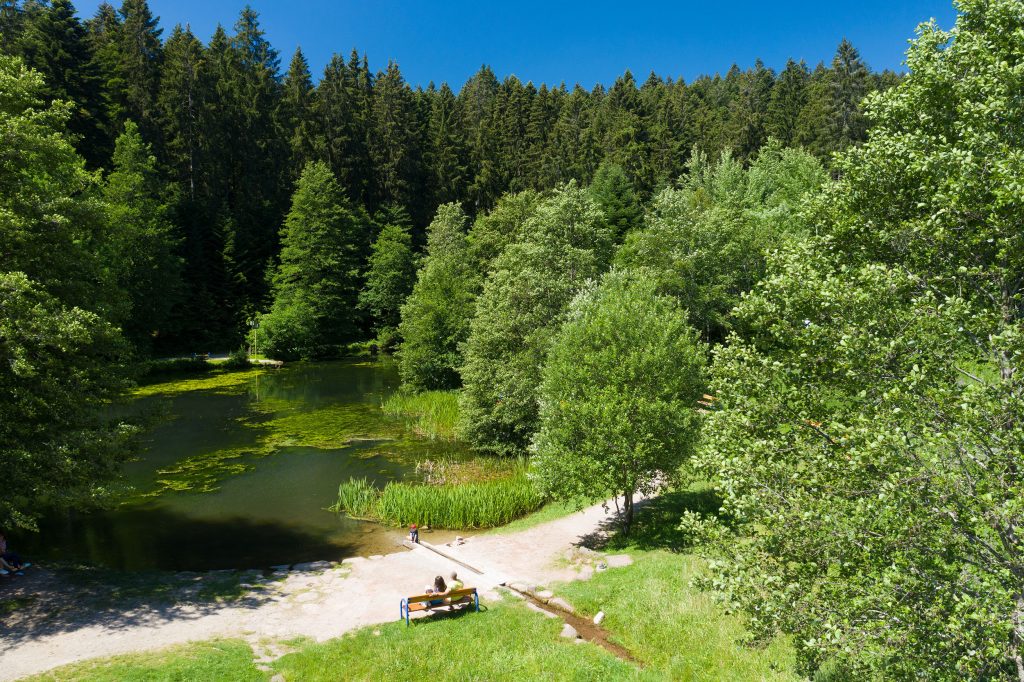 Sentier de découverte des prairies à Loßburg avec des prairies naturelles, des panneaux d'information et des sentiers de promenade à travers le paysage
